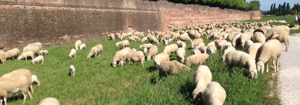 Immagine di un gregge di pecore che rimanda ai pastori: i primi consumatori di questa pietanza molto amata: gli arrosticini a Roma.